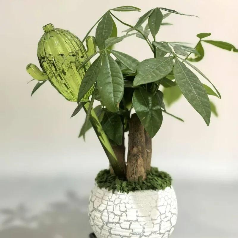 Unique Clear Plant Watering Ca - مراجعة Gardening Tools For Beginners وسعره