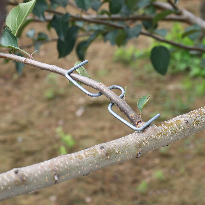 30pcs/set Fruit Tree Branch Pu - مراجعة Gardening Tools Bundle وسعره