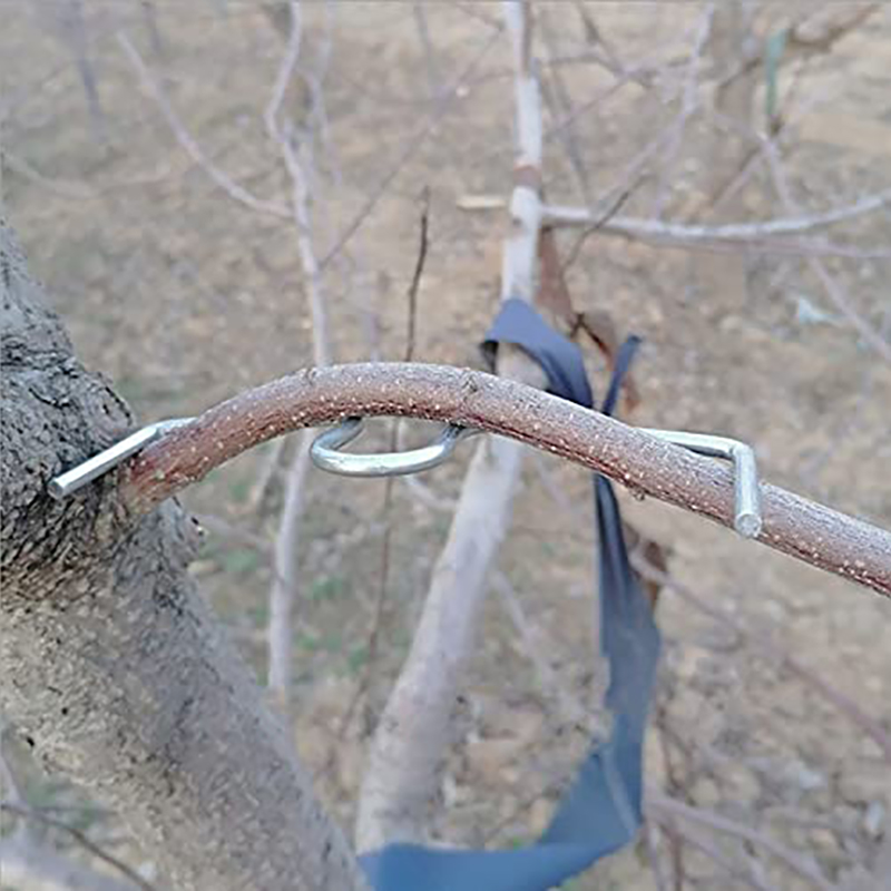 30pcs/set Fruit Tree Branch Pu - مراجعة Gardening Tools Bundle وسعره
