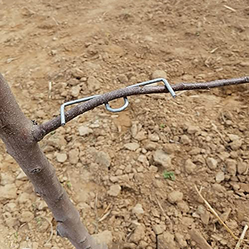 30pcs/set Fruit Tree Branch Pu - مراجعة Gardening Tools Bundle وسعره