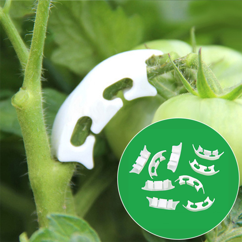 50/100pcs Botany-stem Vine Str - مراجعة Gardening Tools Bundle وسعره