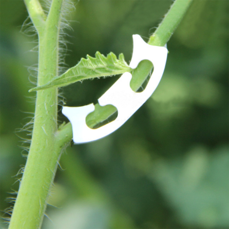 50/100pcs Botany-stem Vine Str - مراجعة Gardening Tools Bundle وسعره
