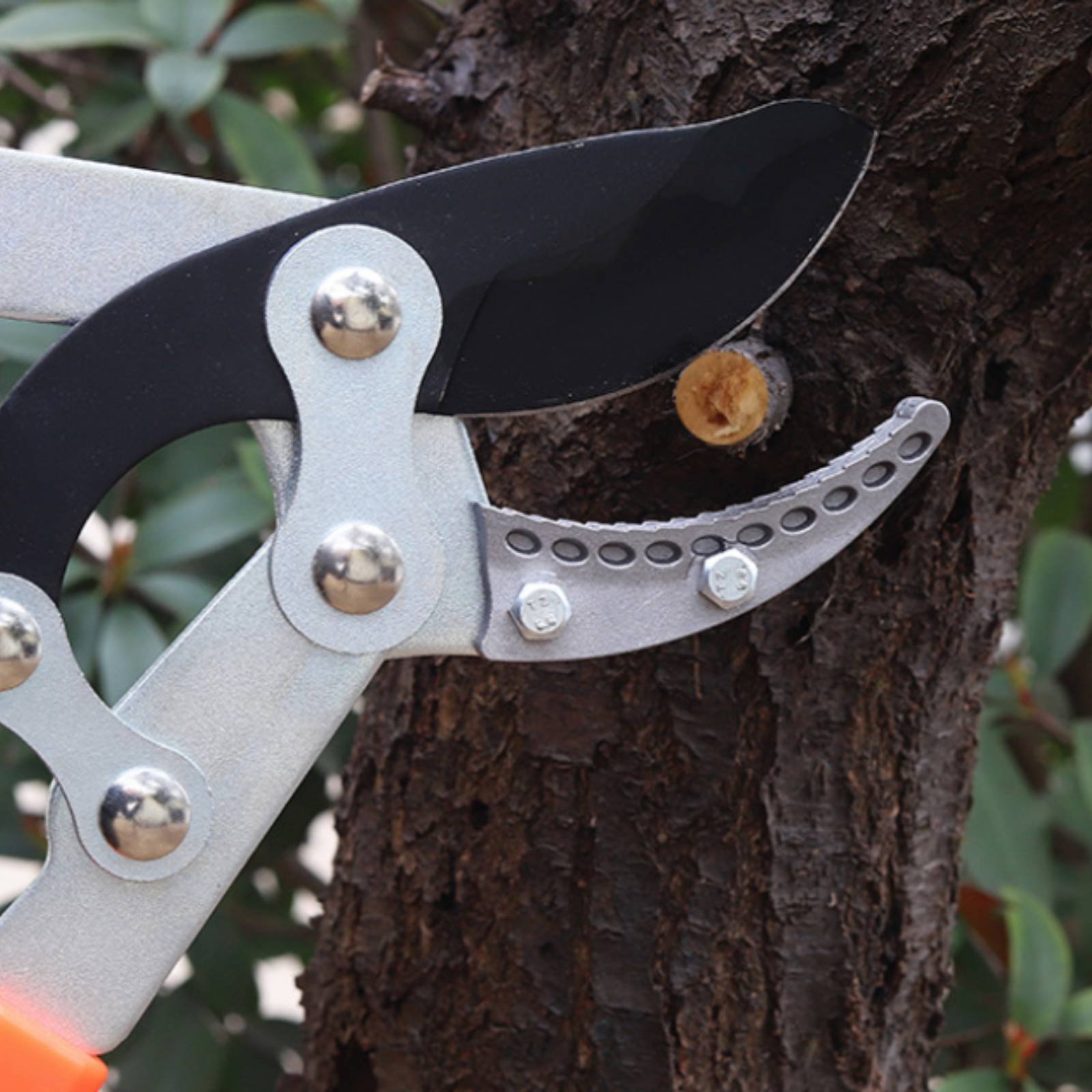 Telescopic Branch Pruners Shar - مراجعة Gardening Tools وسعره