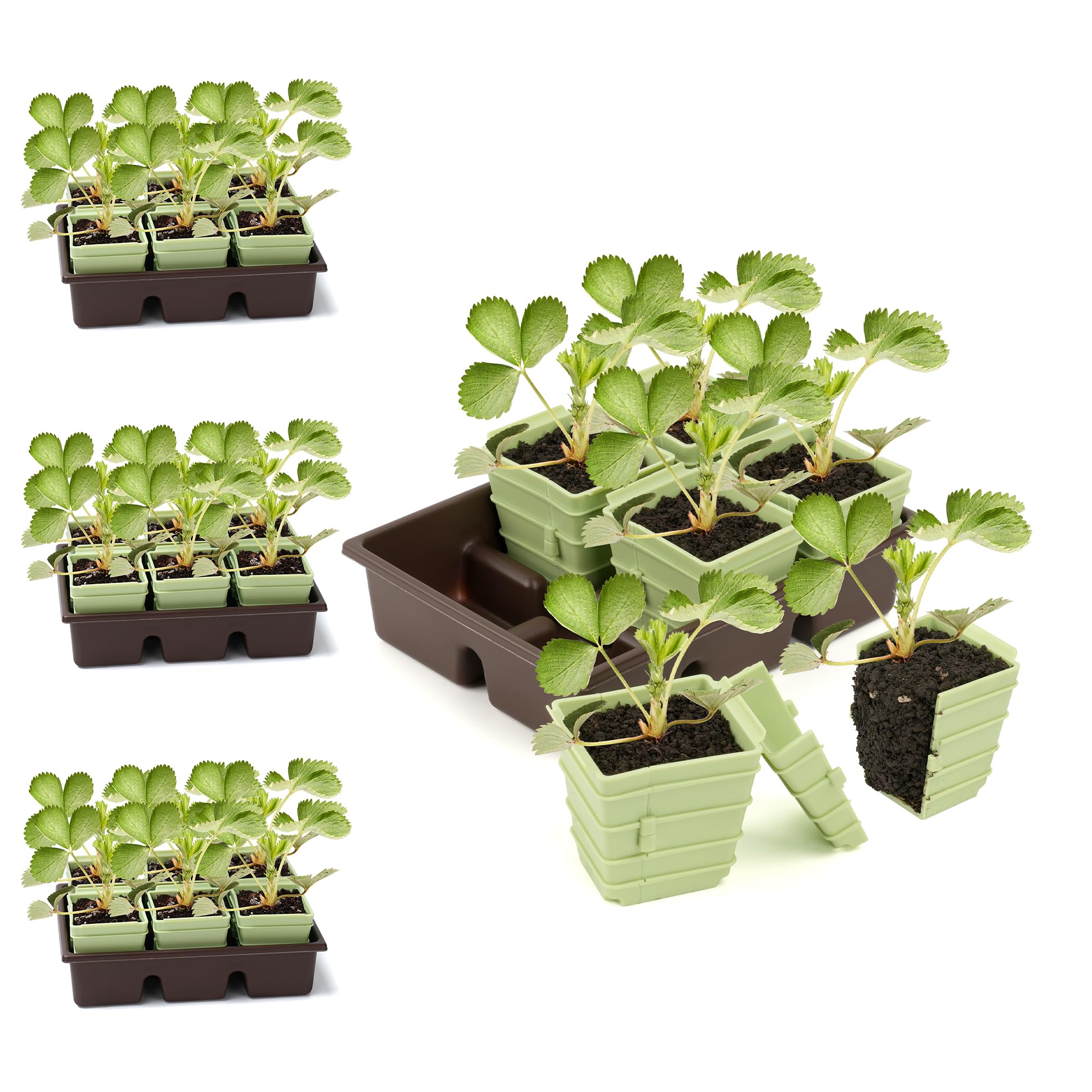 Side-Open Seed Starter Tray 8- - مراجعة Seed Starter Trays وسعره