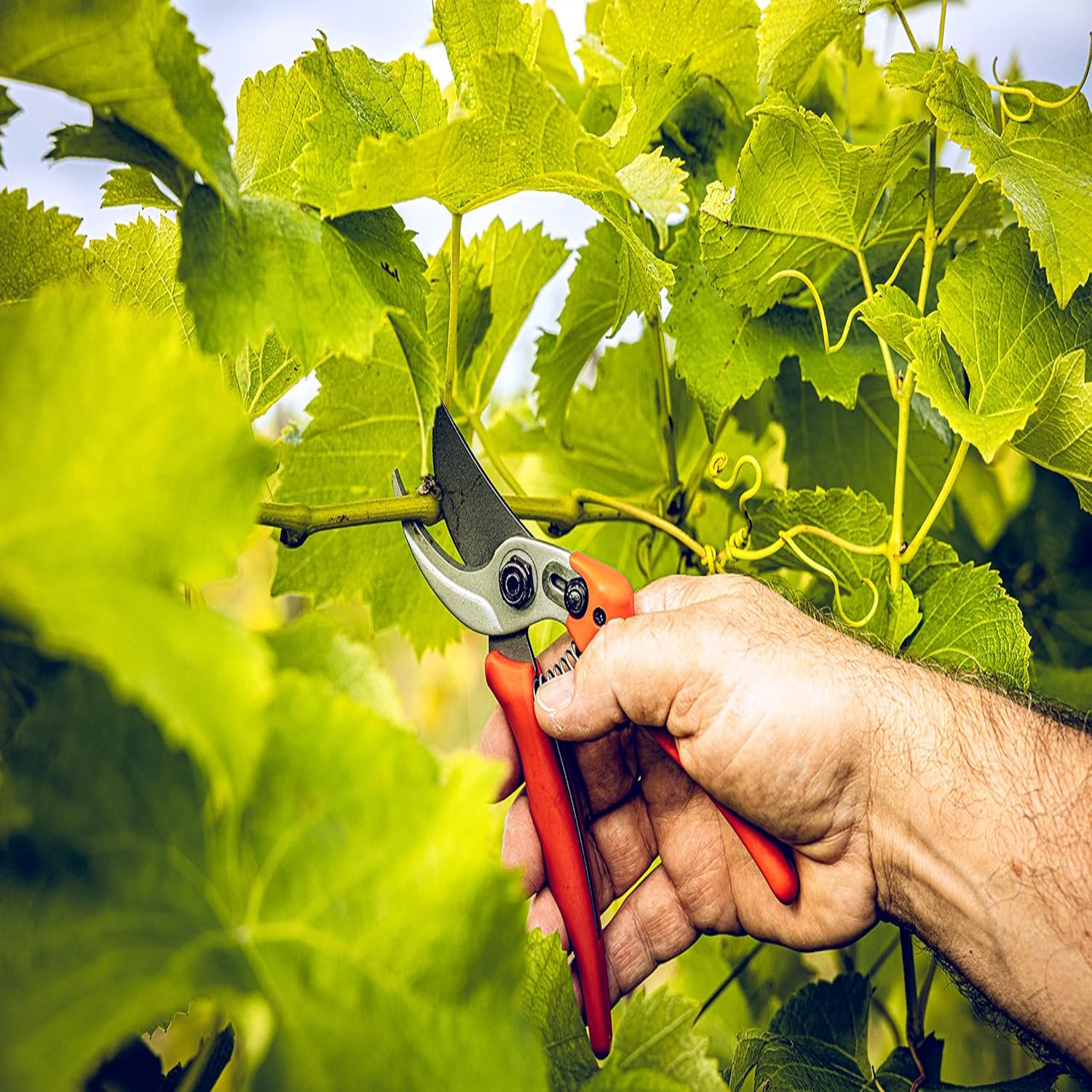 Versatile, Durable, and Precis - مراجعة Gardening Tools You Must Have وسعره